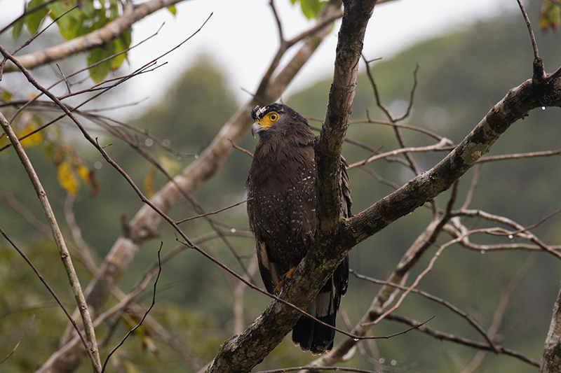Crested Serpent Eagle perched in the rain, Deramakot